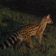 Illustration for article titled Oh nothing, just a genet riding a buffalo